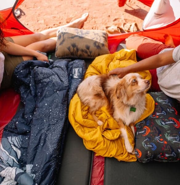 Stellar Blanket Pine, view: 2