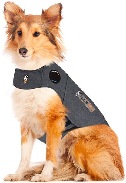 productImage: Hund XS
