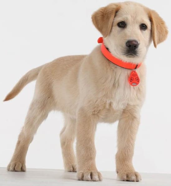 PET Ultrasonic Tick Repeller, view: 4