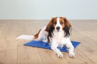 Kyldyna 65x50cm - view: 1