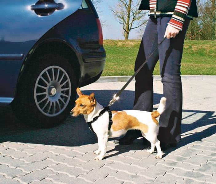 Bilsele Small 30-60 cm, view: 1