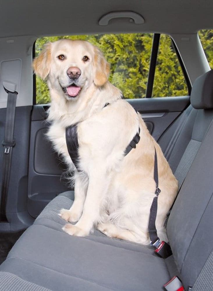 Bilsele Medium 50-70 cm, view: 0