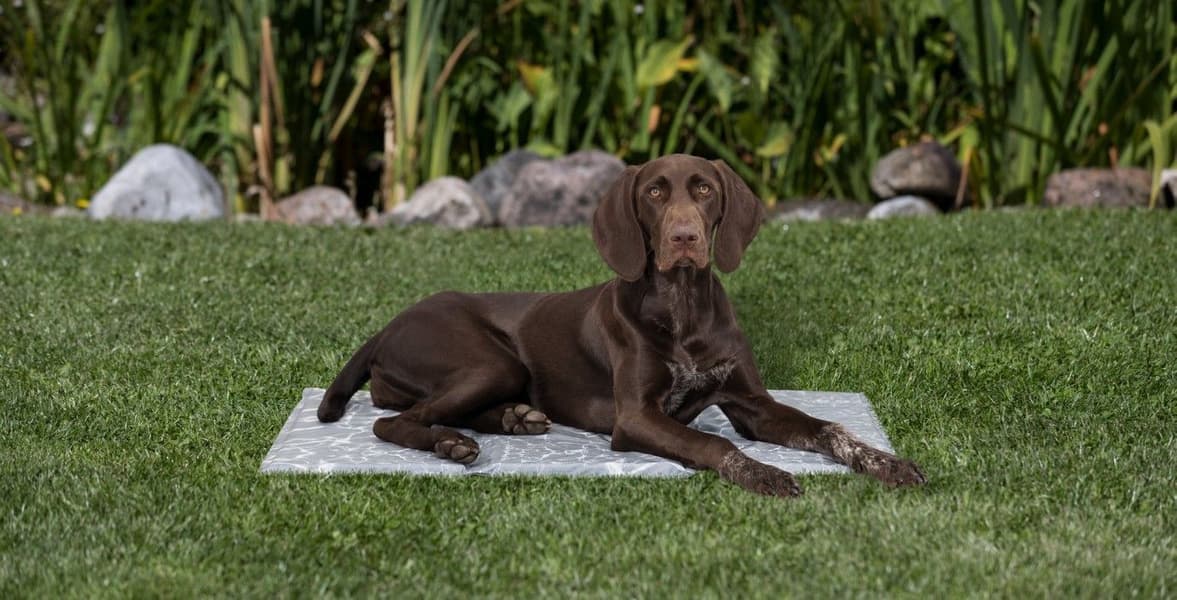 Kyldyna soft L 65 × 50 cm, view: 5