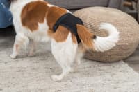 Tikskydd L: 50-59 cm svart - view: 3