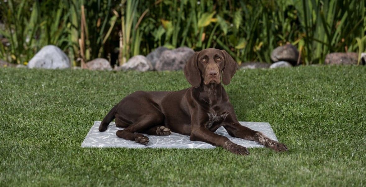 Kyldyna soft XL/2 90 × 60 cm, view: 5