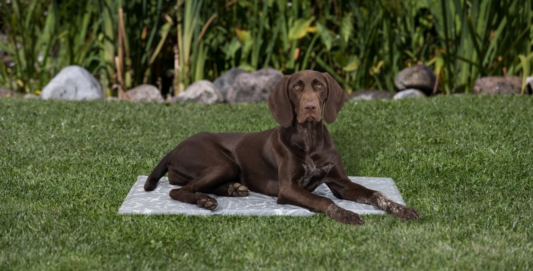 Kyldyna soft XXL 110 × 70 cm, view: 3