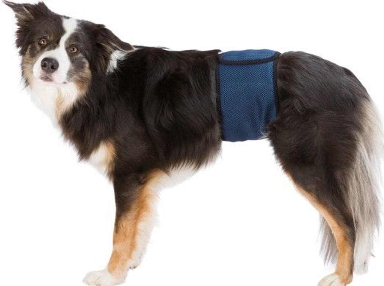 Hanhundsskydd Mörkblå L-XL, view: 0