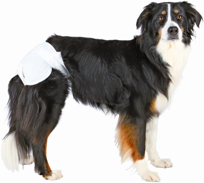 Blöjor för Tik M 32-48 cm 12-pack, view: 1