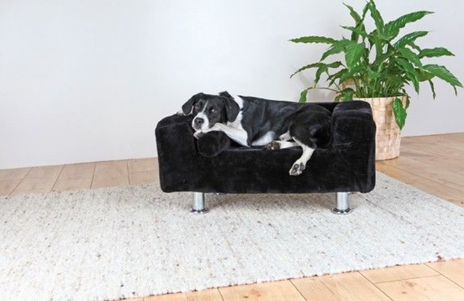 Soffa King Of Dogs 78 x 55 cm Svart, view: 1