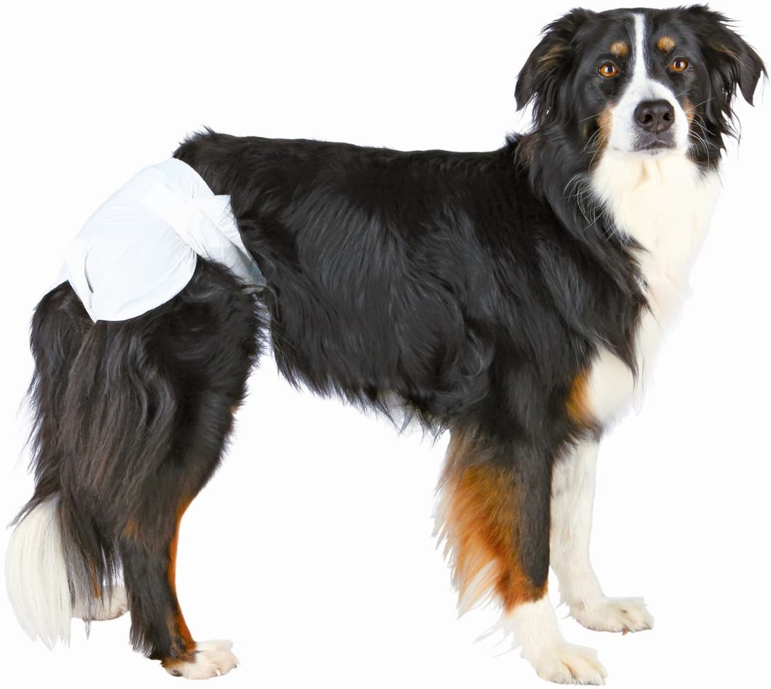 Blöjor för Tik M-L 36-52 cm 12-pack, view: 1