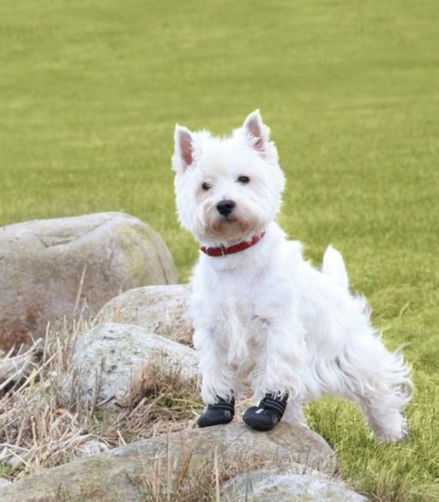 Hundskor Walker Active 2-Pack XS-S, view: 1