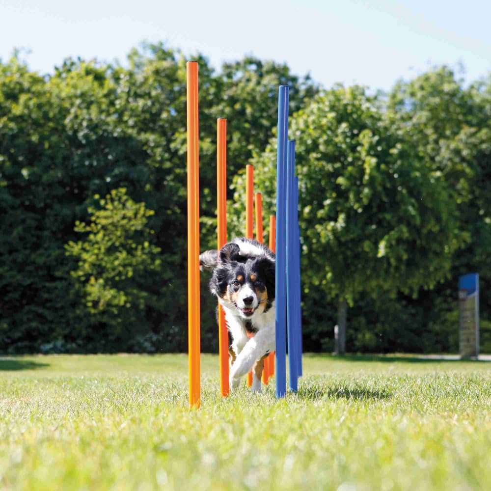 Agility 12 st Slalompinnar Plast 115 cm, view: 1