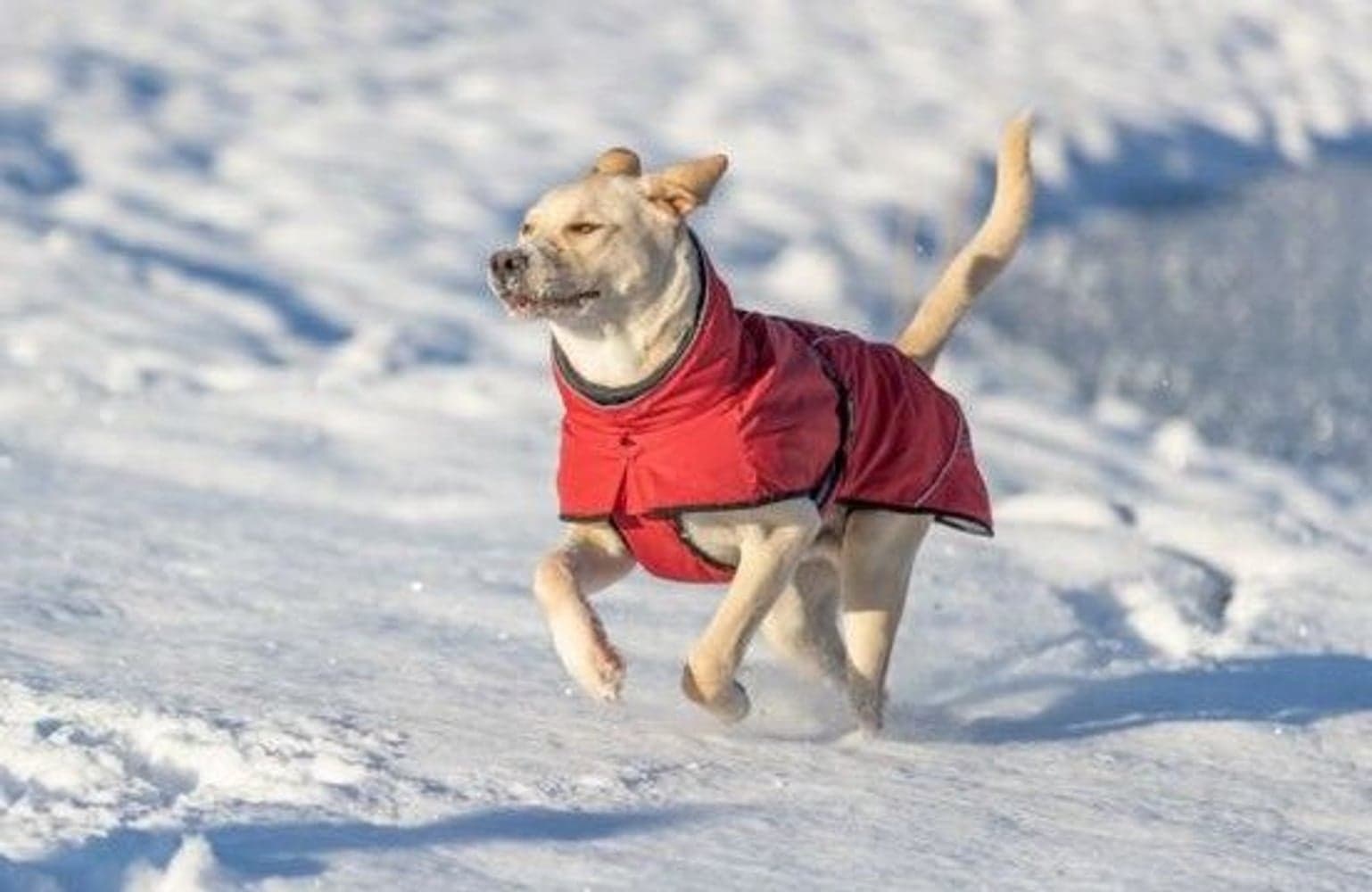 Explore Thermo Winter Coat Sangria 55 cm, view: 3