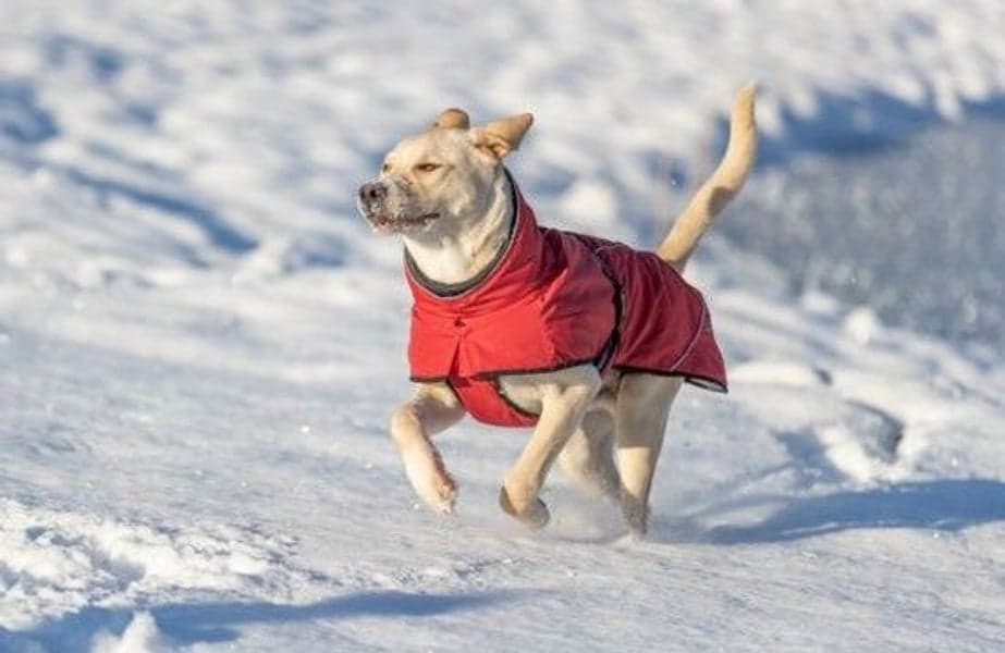 Explore Thermo Winter Coat Sangria 35-40 cm, view: 3