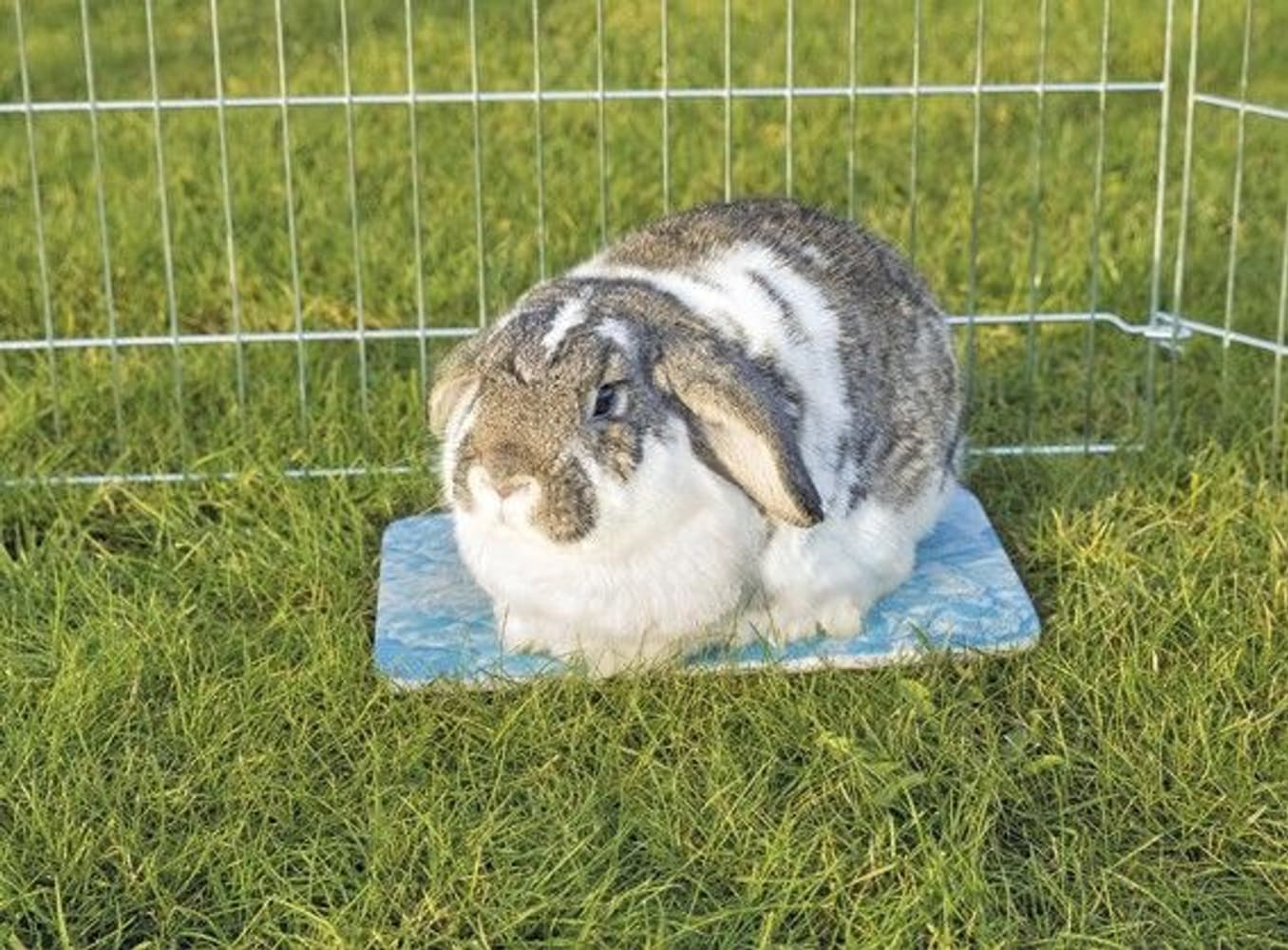 Kylplatta för kanin/marsvin 28X20cm Blå, view: 1