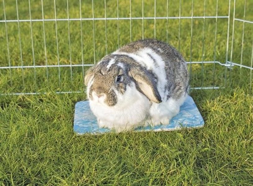 Kylplatta för kanin/marsvin 28X20cm Blå, view: 1