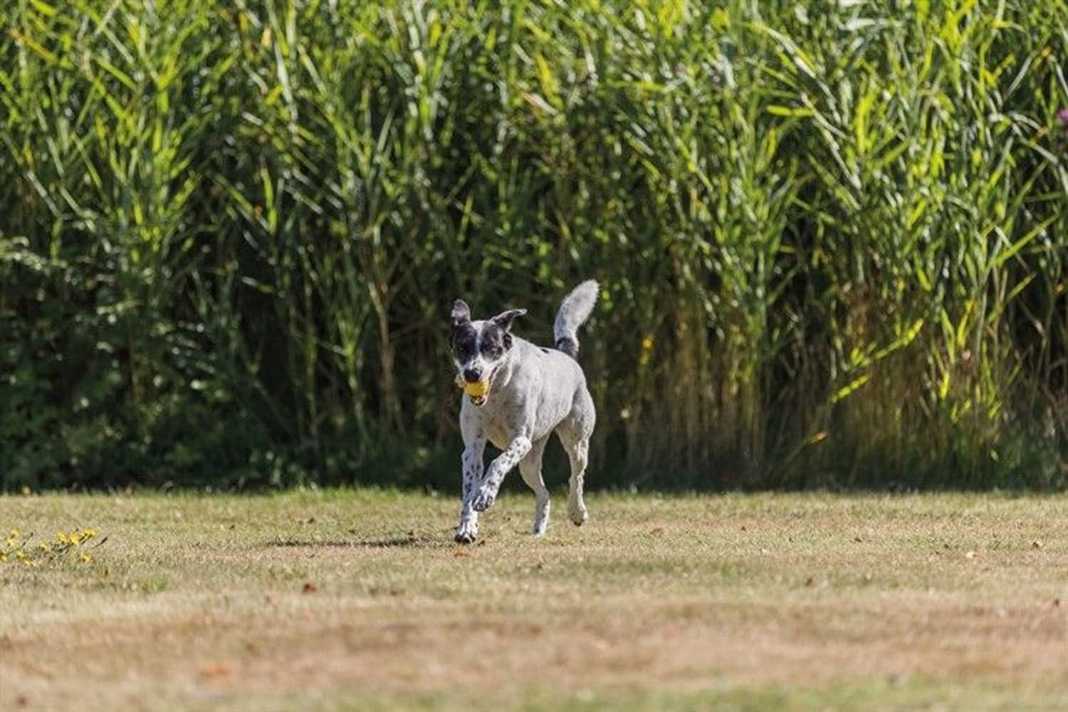 Sporting Boll med Strap TPR ø6 cm / 20 cm Lime, view: 2