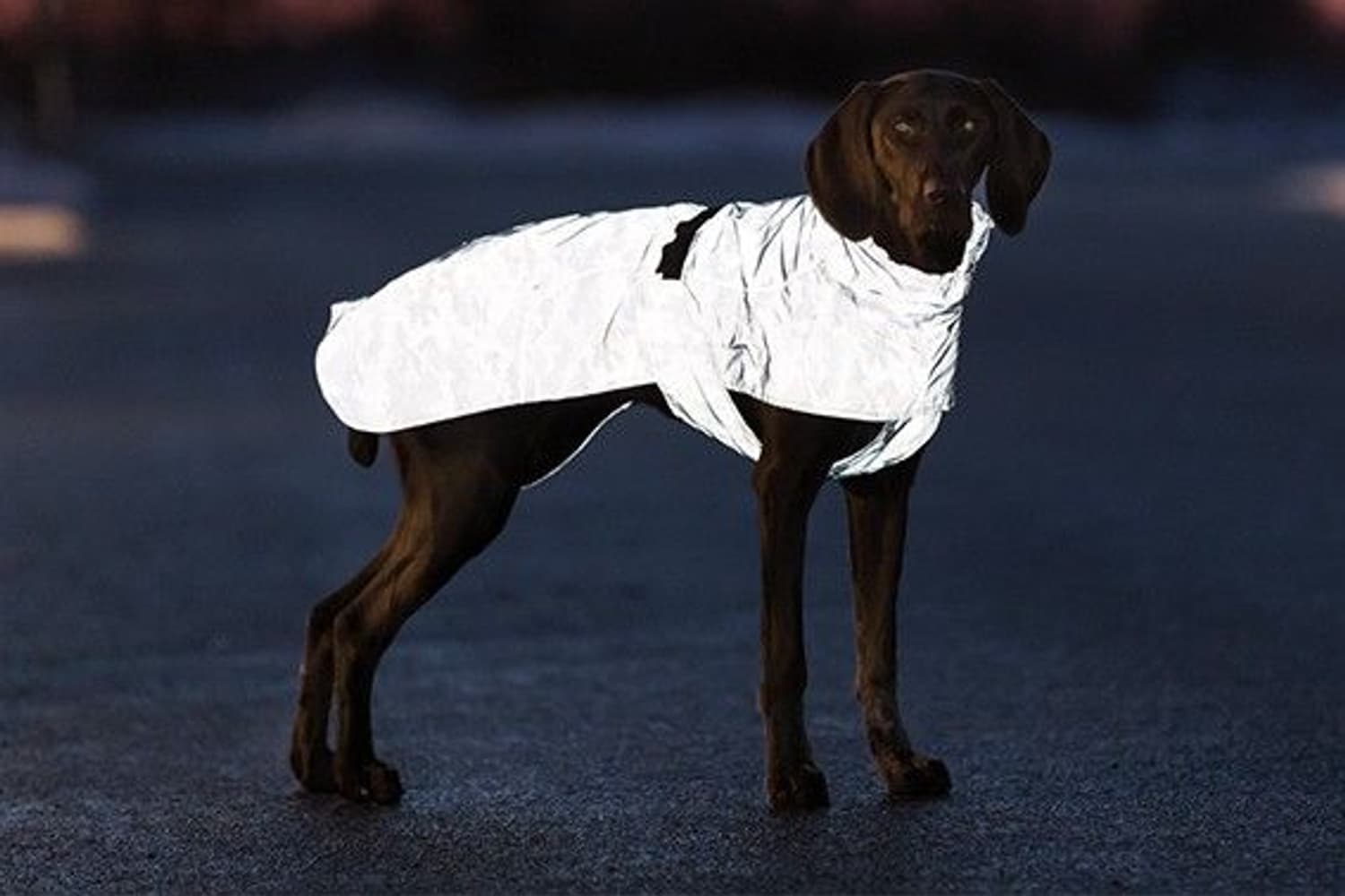 Lunas Regntäcke Helreflex Silverblå 36-45cm, view: 0