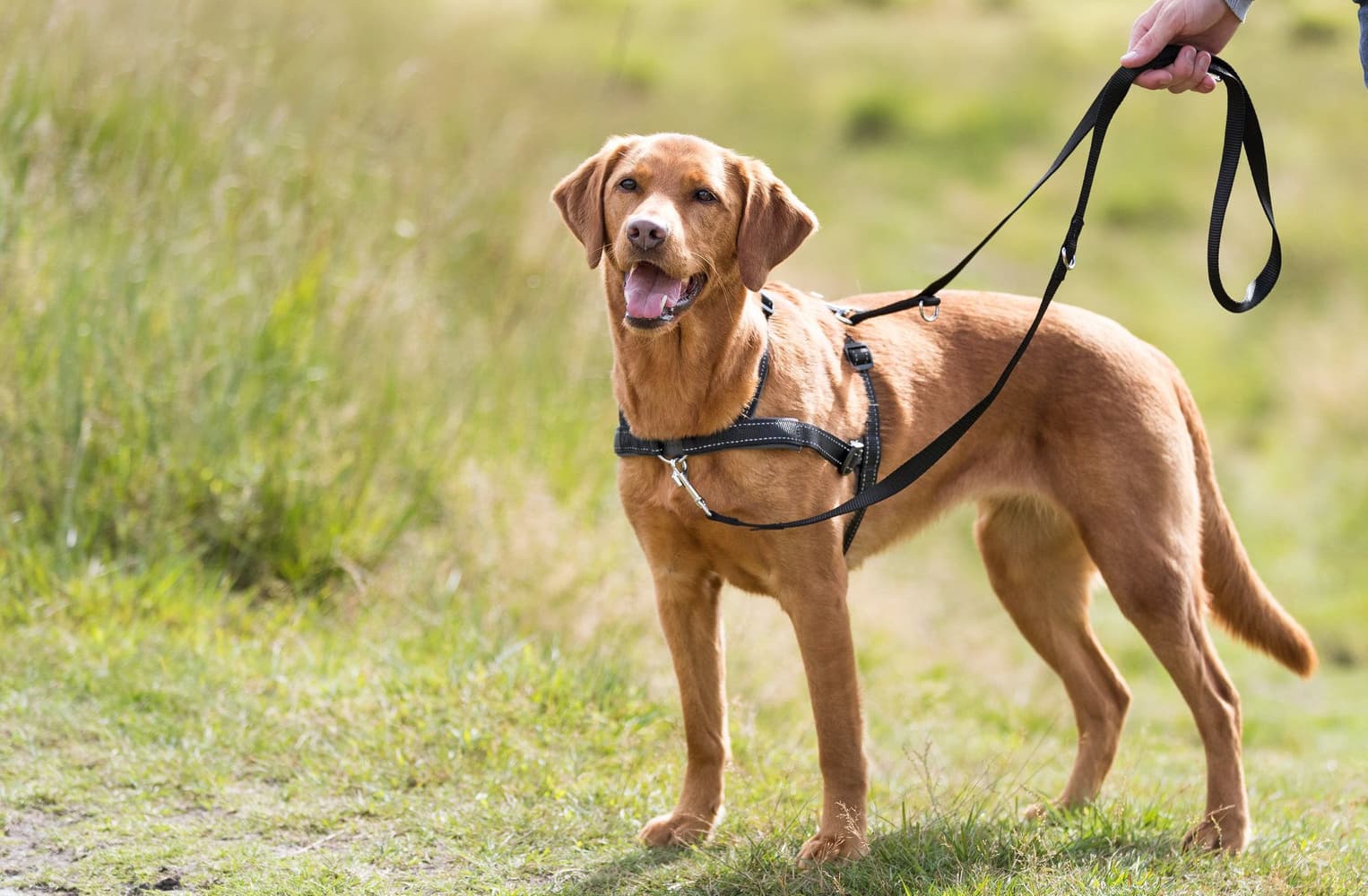 Lead'n'walk Soft Träningssele M-L 55-90 cm/25 mm Svart, view: 1