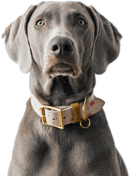 Dental Sticks Calming 100 g, view: 4