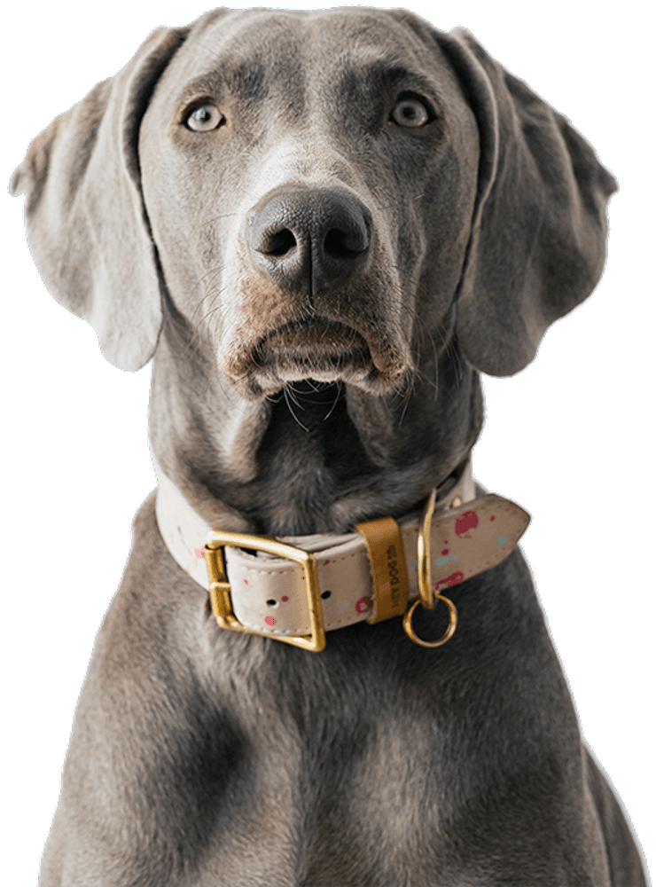 Dental Sticks Calming Large 125 g, view: 4