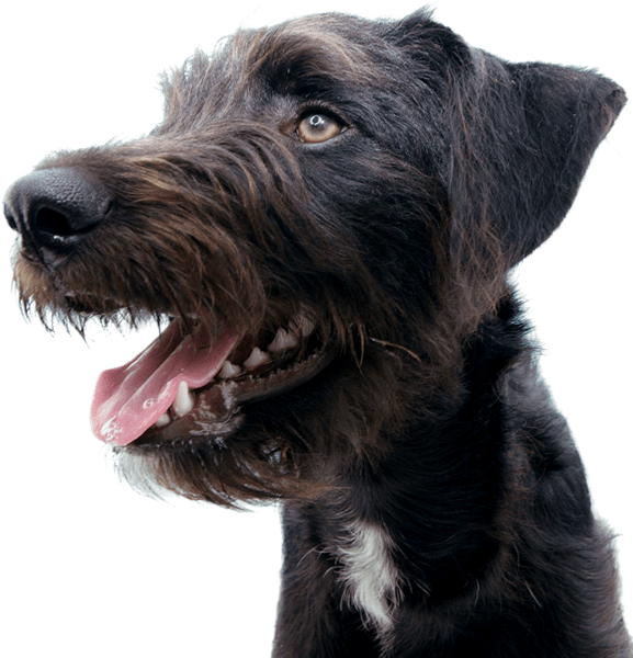 Dental Sticks Skin & Coat Large 125 g, view: 4