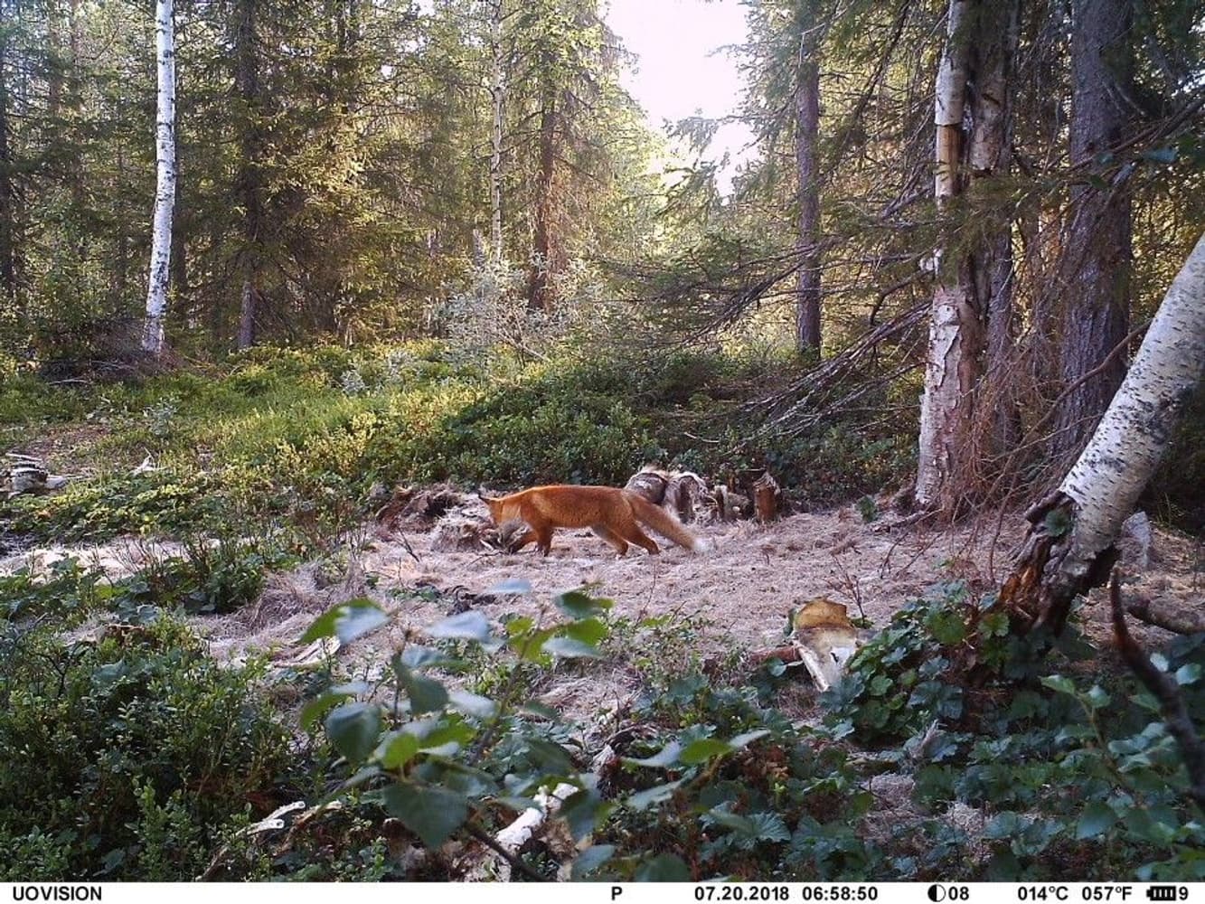 UOVision UM595-3G MMS/GPRS/SMS Sändande, view: 8