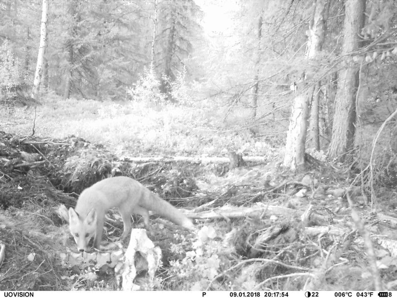 UOVision UM595-3G MMS/GPRS/SMS Sändande, view: 7