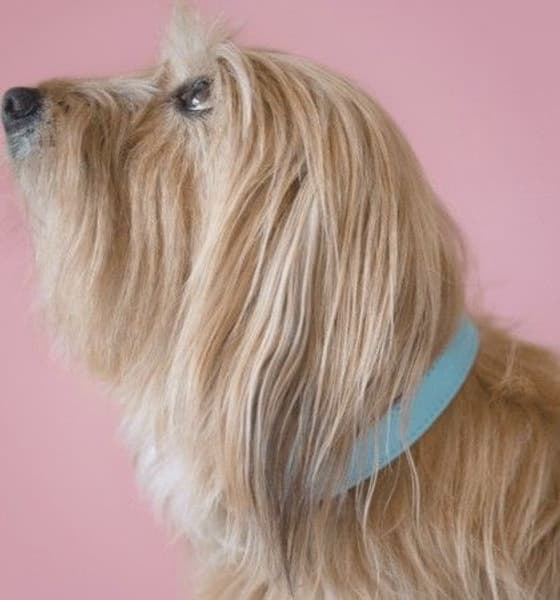 Färgglatt Halsband Turkos, view: 1