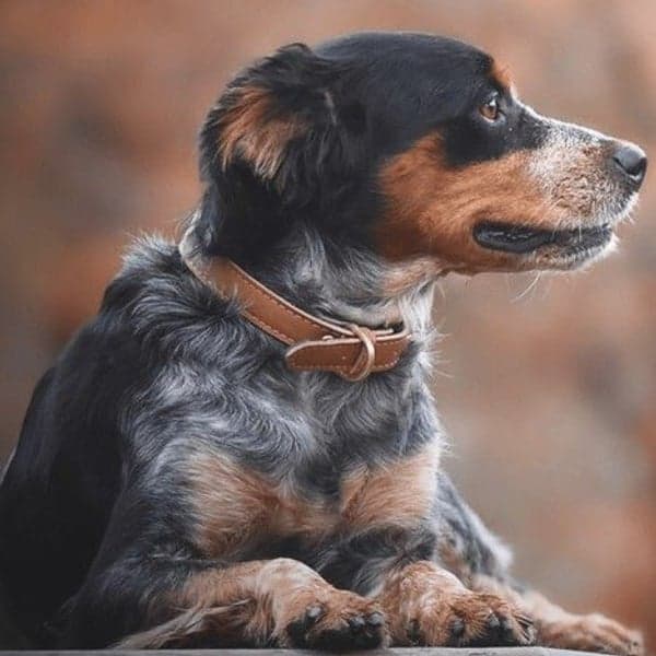 Färgglatt Halsband Brunt, view: 1