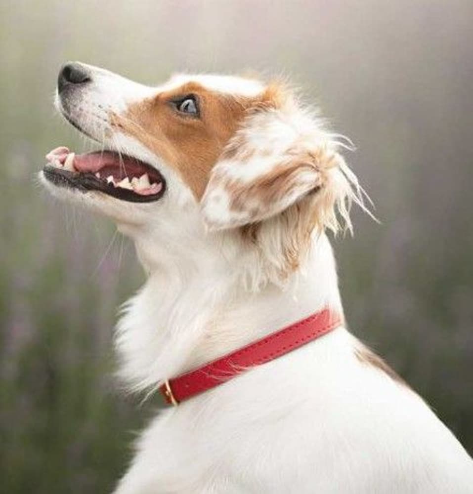 Färgglatt Halsband Rött, view: 1