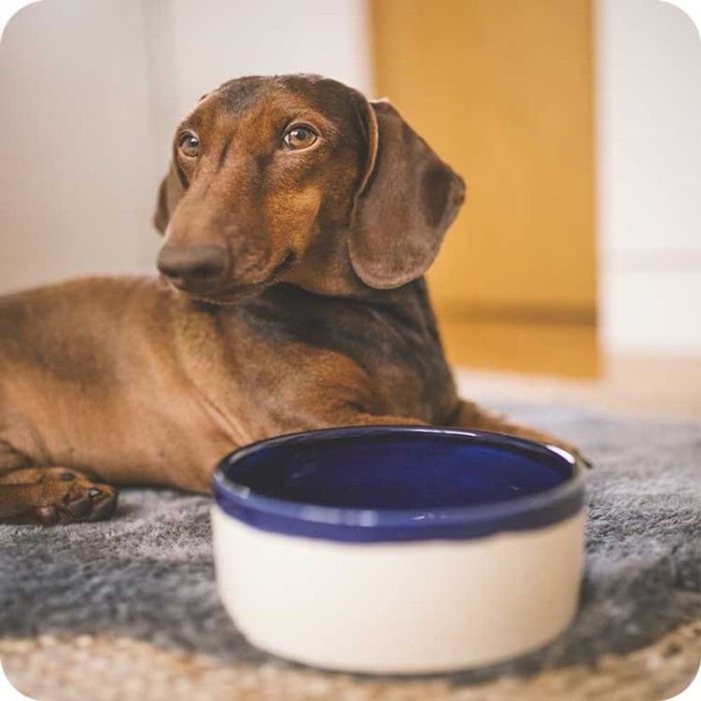 Käka Hundskål Liten Krämvit & Kobolt, view: 1