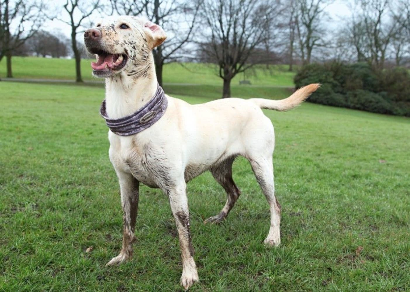 Insect Shield Snood L, view: 4