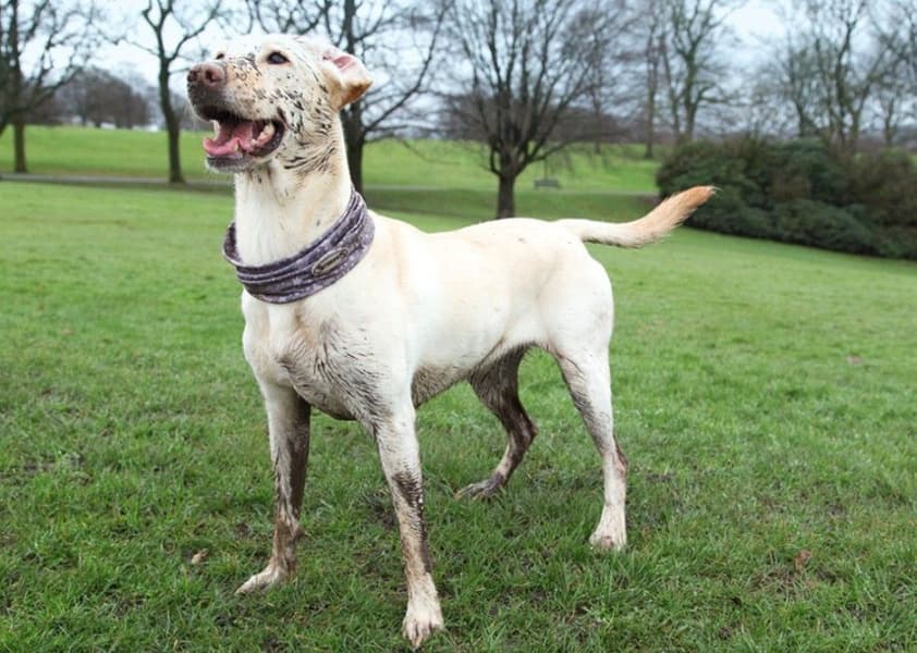 Insect Shield Snood L, view: 4