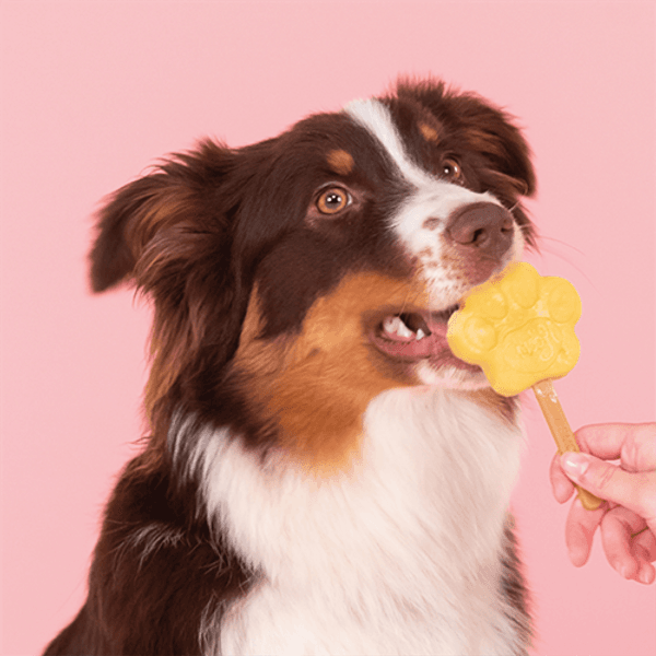 Dog Ice Form M, view: 4