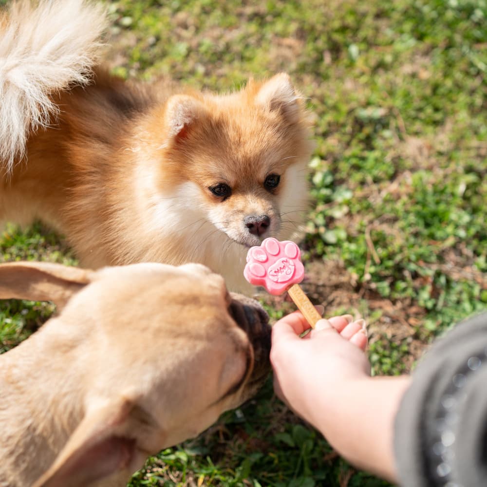 Dog Ice Form XS, view: 1