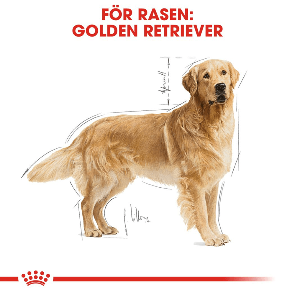 Golden Retriever Adult 12 kg, view: 2