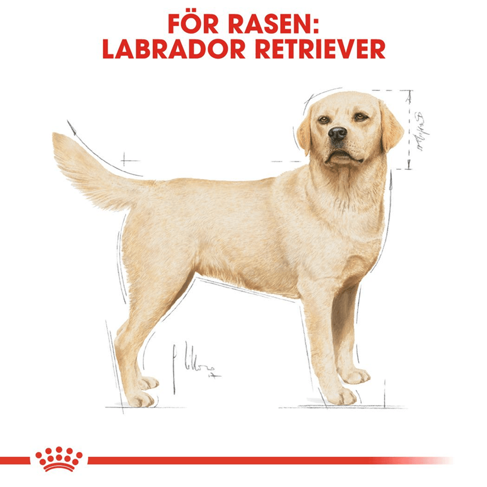 Labrador Retriever Adult 12 kg, view: 2
