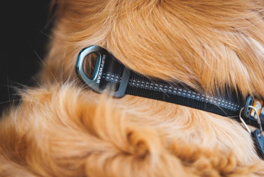 Top Rope Collar Basalt Gray, view: 4