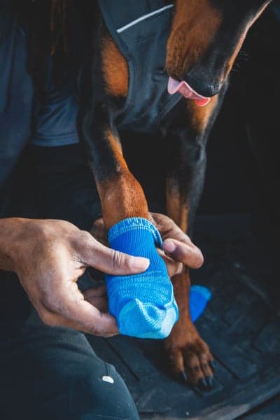 Bark'n Boot Socks Blue Pool, view: 4