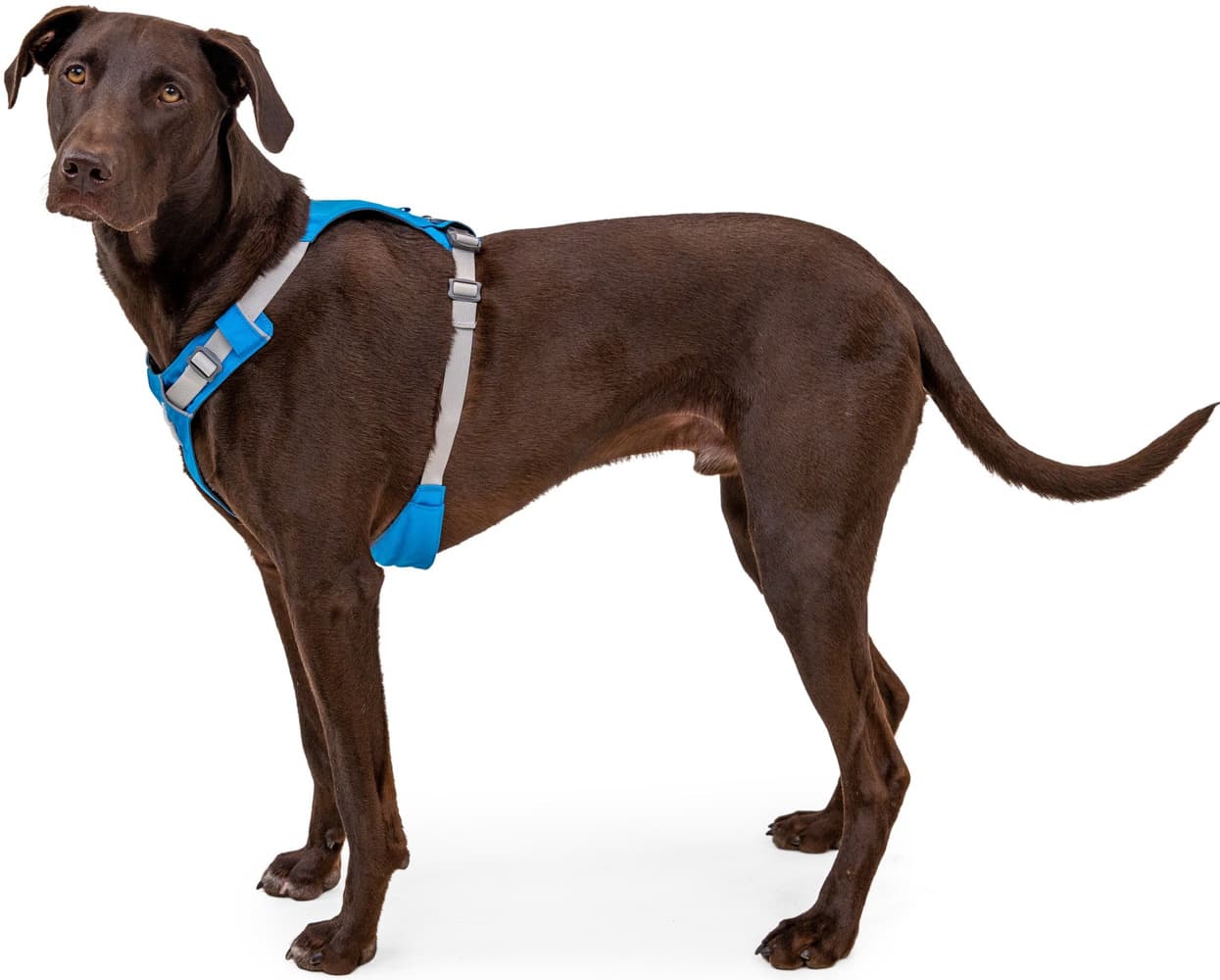 Hi & Light Harness Alpenglow Pink, view: 7