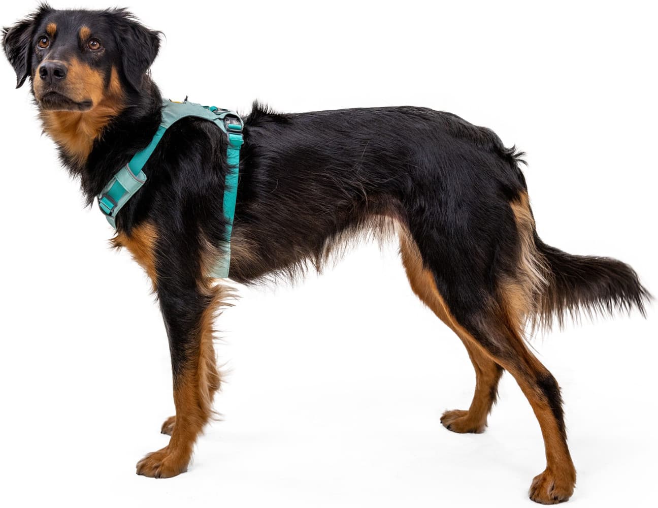 Hi & Light Harness Alpenglow Pink, view: 6