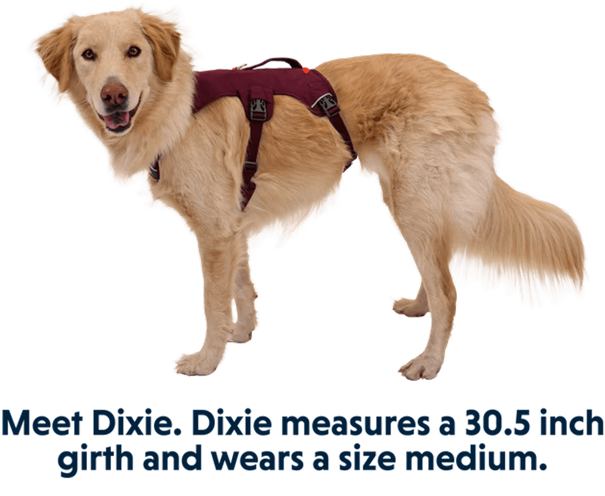 Web Master Harness Purple Rain, view: 7