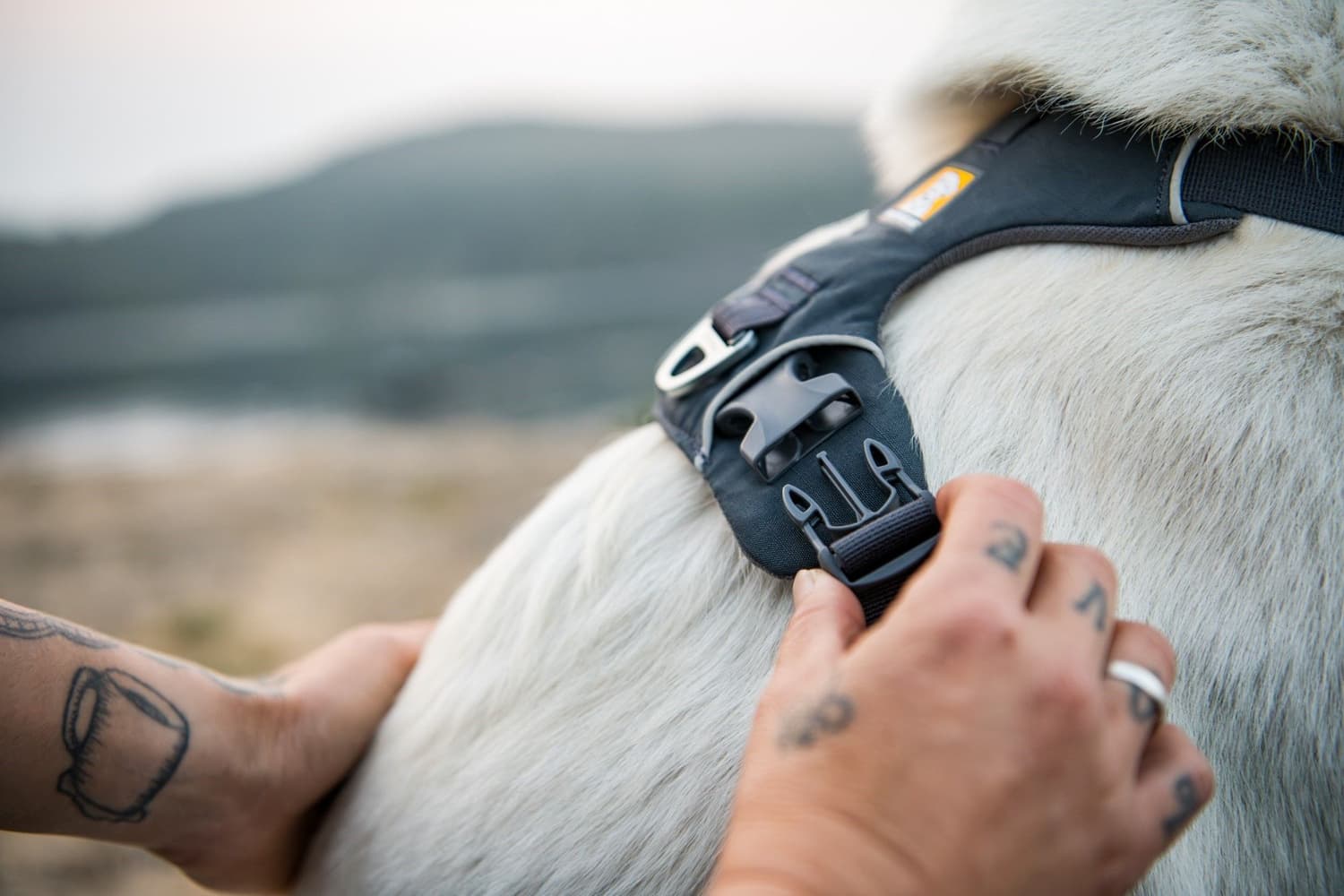 Front Range Harness Blue Pool, view: 8