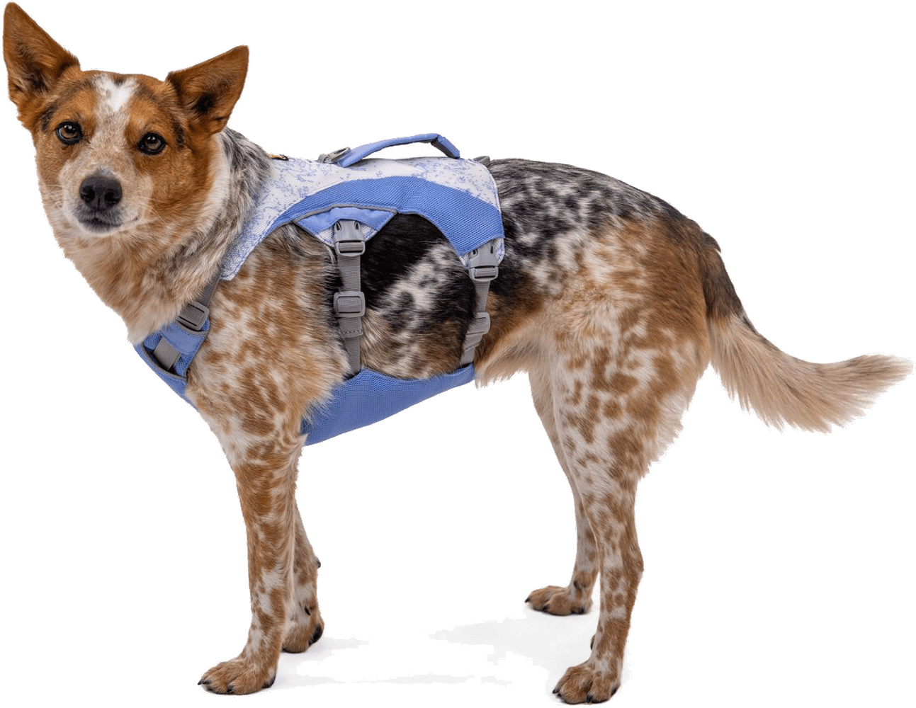 Swamp Cooler Harness Heliotrope Purple, view: 1