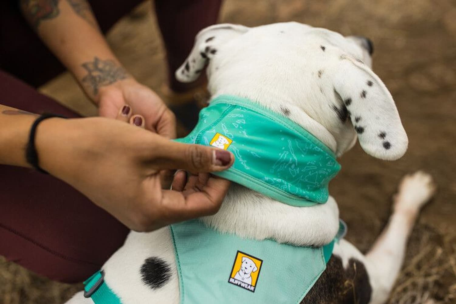 Swamp Cooler Neck Gaiter Aurora Teal/Heliotrope Purple, view: 6