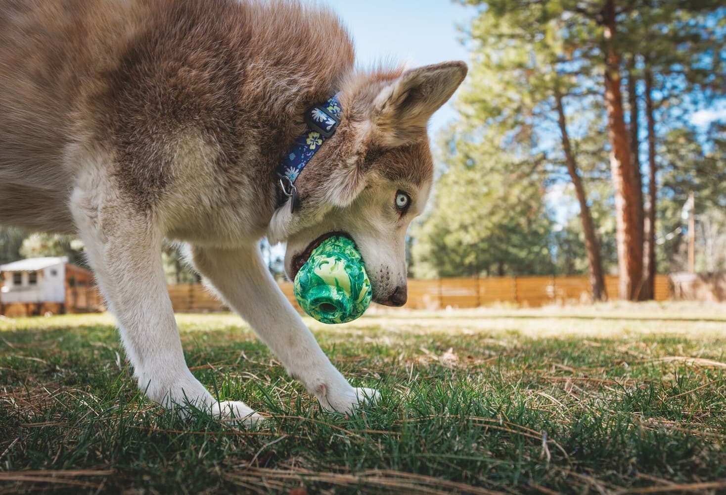 Morel Blue Prism, view: 2