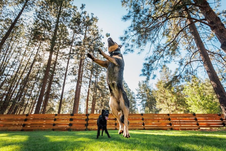 Toadstool Blue Prism, view: 5