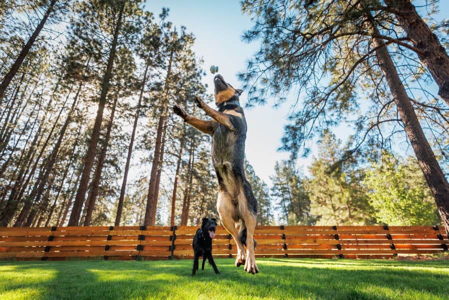 Toadstool Moss Green, view: 5