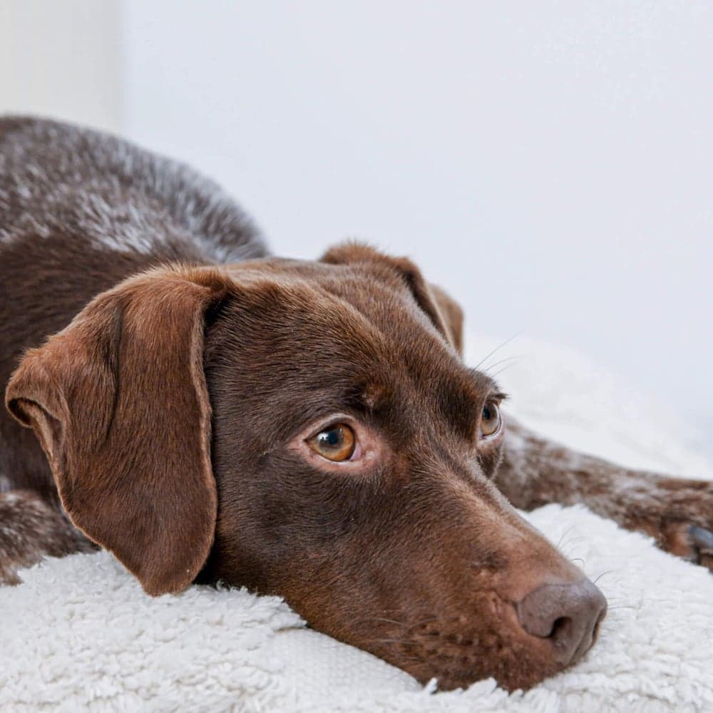 Insektsbaserat Hundgodis för Avkoppling 100 g, view: 2